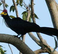 Ross's Turaco