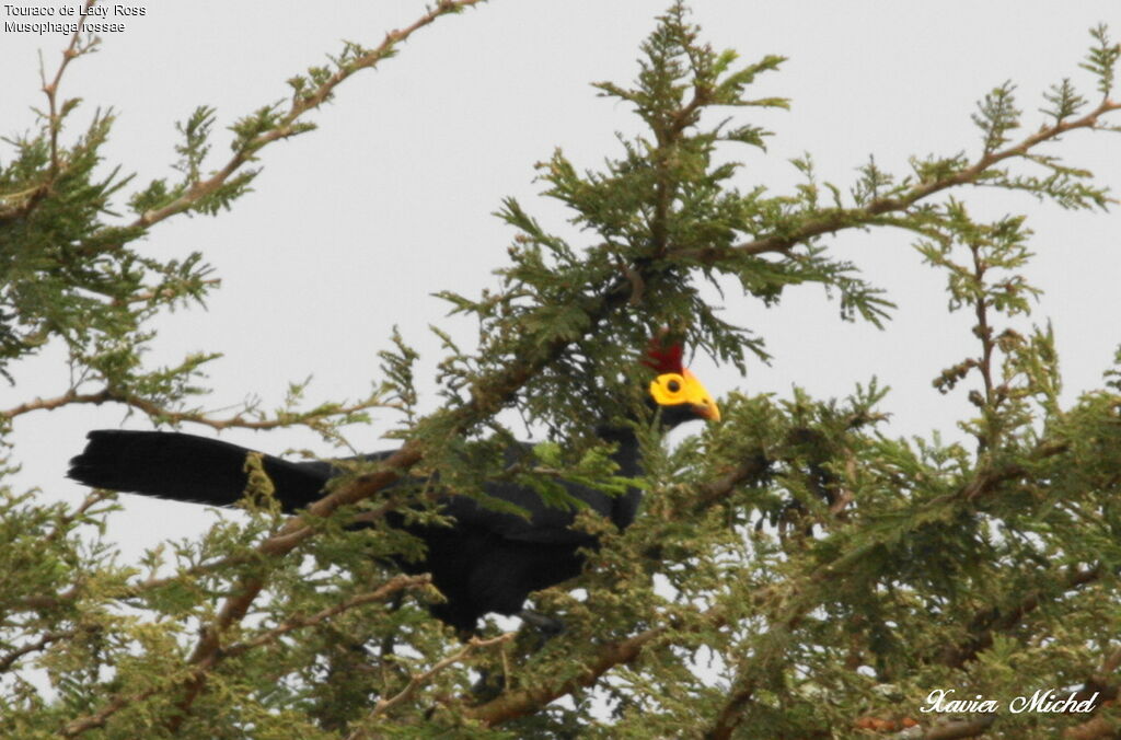 Ross's Turaco