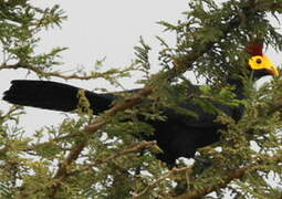 Ross's Turaco