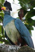 Great Blue Turaco