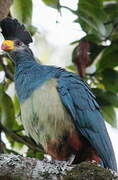 Great Blue Turaco