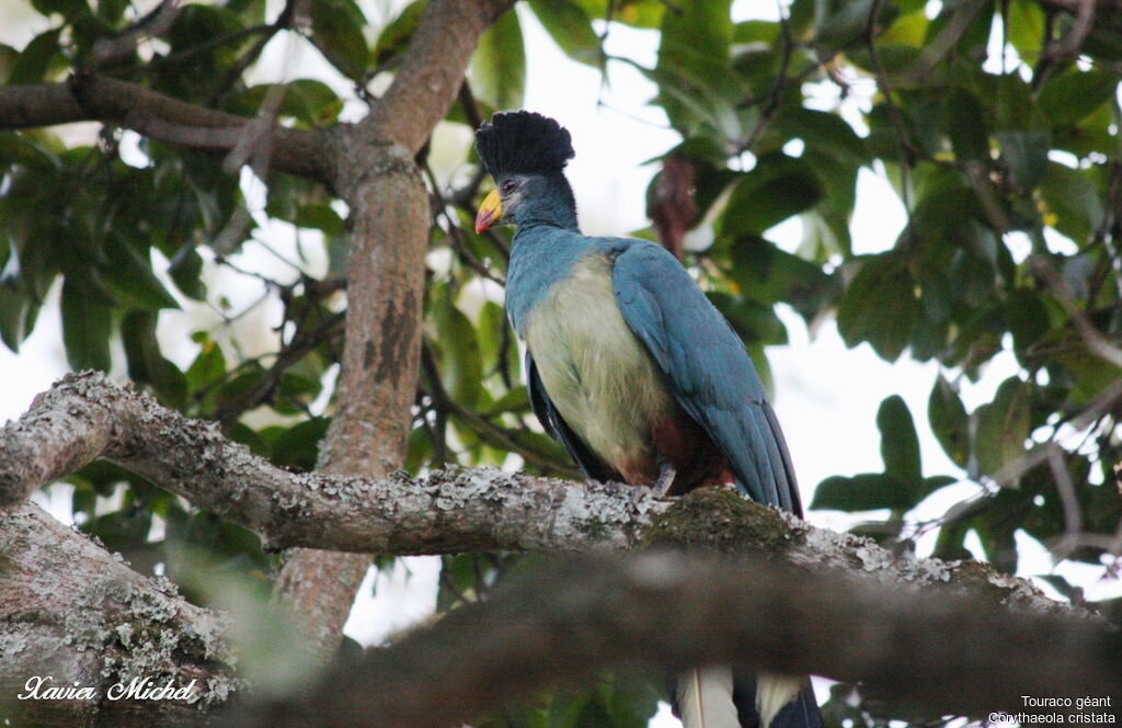 Touraco géant, identification