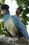 Great Blue Turaco