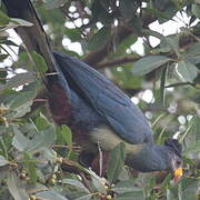 Great Blue Turaco