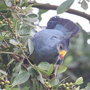 Great Blue Turaco