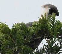 Touraco masqué