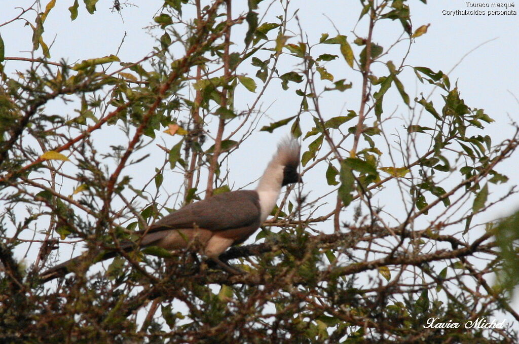 Touraco masqué