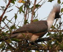 Bare-faced Go-away-bird