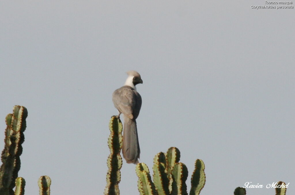 Bare-faced Go-away-bird