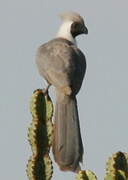 Bare-faced Go-away-bird