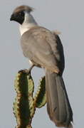 Touraco masqué