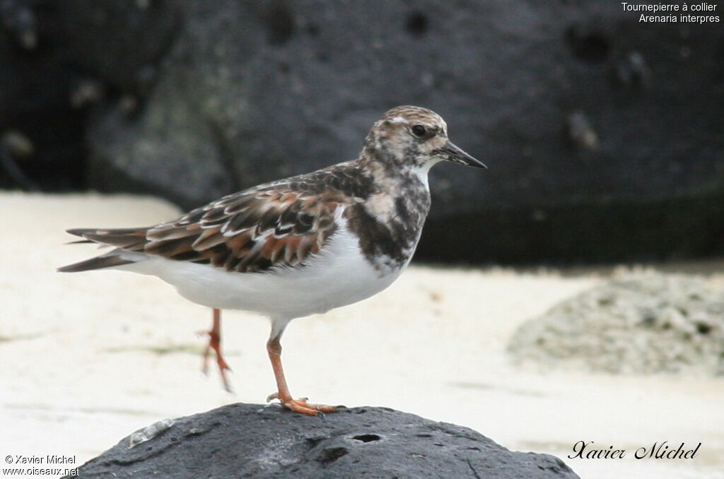 Ruddy Turnstone