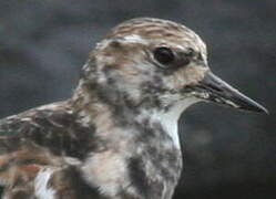 Ruddy Turnstone