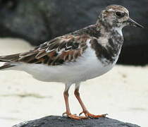 Ruddy Turnstone