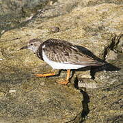 Ruddy Turnstone