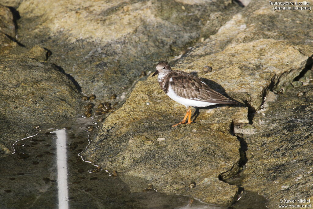 Ruddy Turnstone