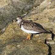 Ruddy Turnstone