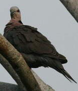 Red-eyed Dove