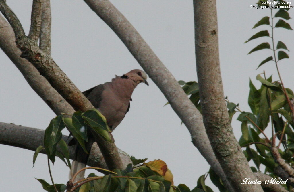 Red-eyed Dove