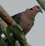 Red-eyed Dove