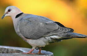 Red-eyed Dove