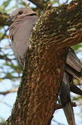 Red-eyed Dove