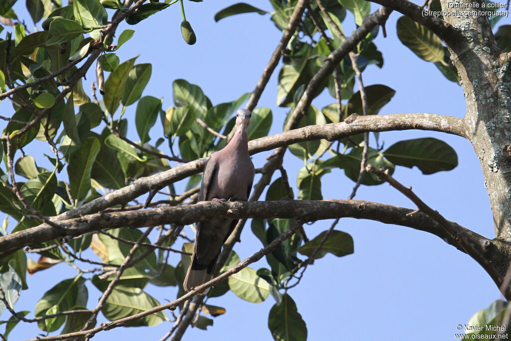 Red-eyed Doveadult