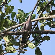 Red-eyed Dove