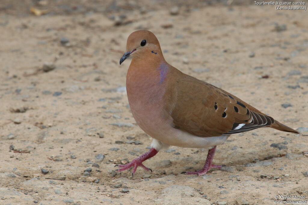 Zenaida Doveadult, identification