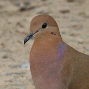 Zenaida Dove