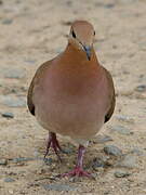 Zenaida Dove