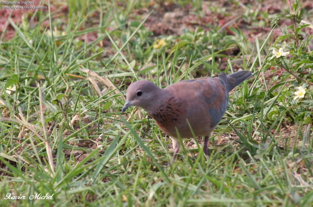 Laughing Dove