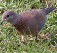 Laughing Dove