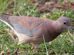 Laughing Dove