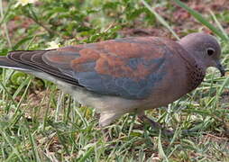 Laughing Dove