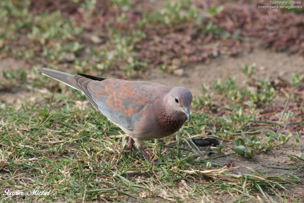 Laughing Dove