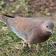 Laughing Dove