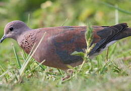 Laughing Dove