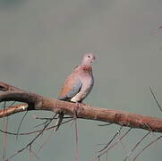 Laughing Dove