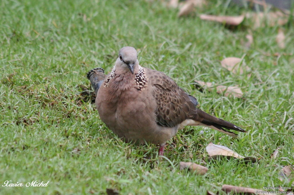 Spotted Doveadult, identification