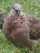 Spotted Dove