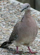 Spotted Dove