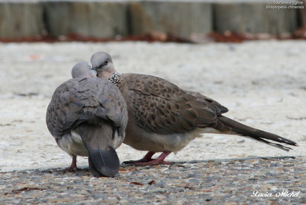 Spotted Dove, Behaviour