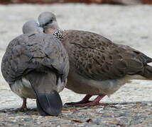 Spotted Dove