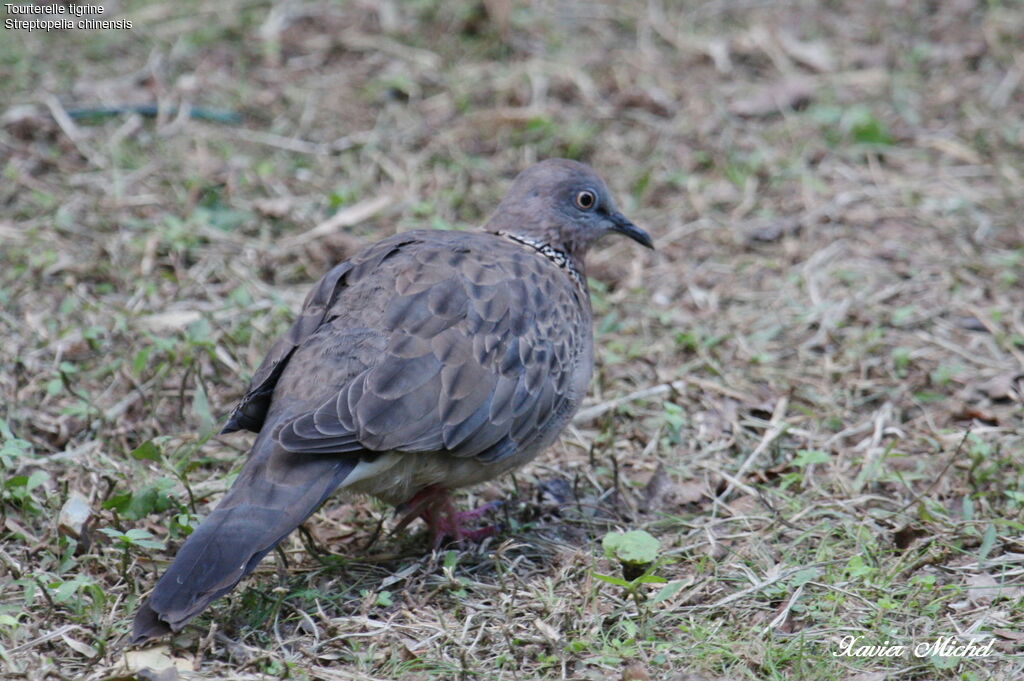 Tourterelle tigrineadulte, identification