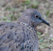 Spotted Dove