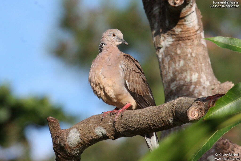 Spotted Doveadult, identification