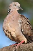 Spotted Dove