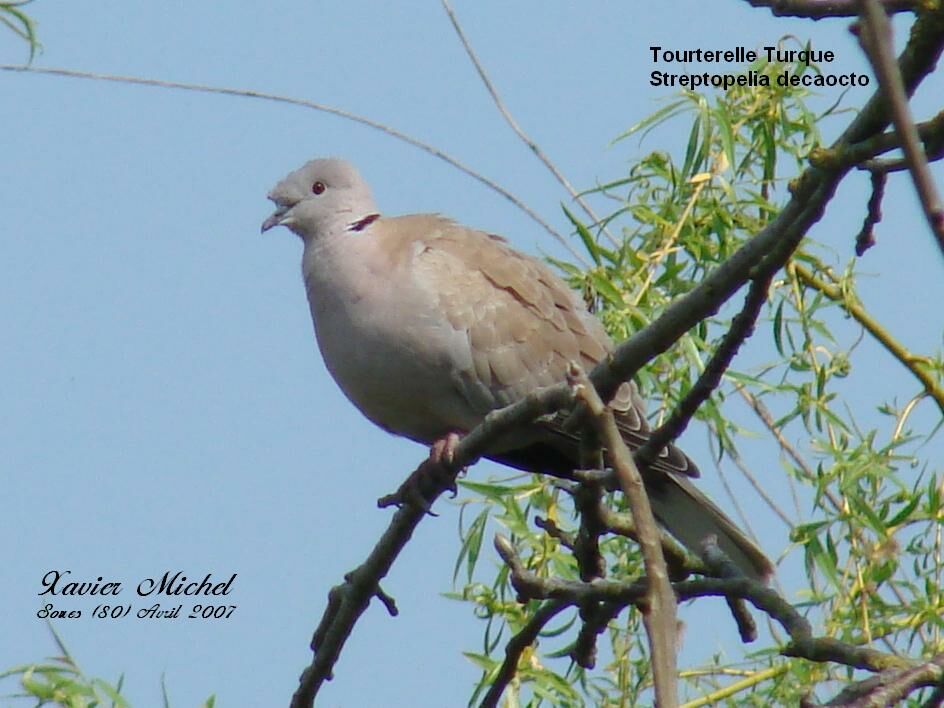 Eurasian Collared Dove