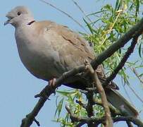 Eurasian Collared Dove